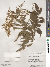 Sorbaria kirilowii image