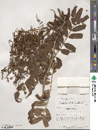 Sorbaria kirilowii image