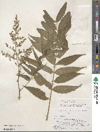 Sorbaria kirilowii image