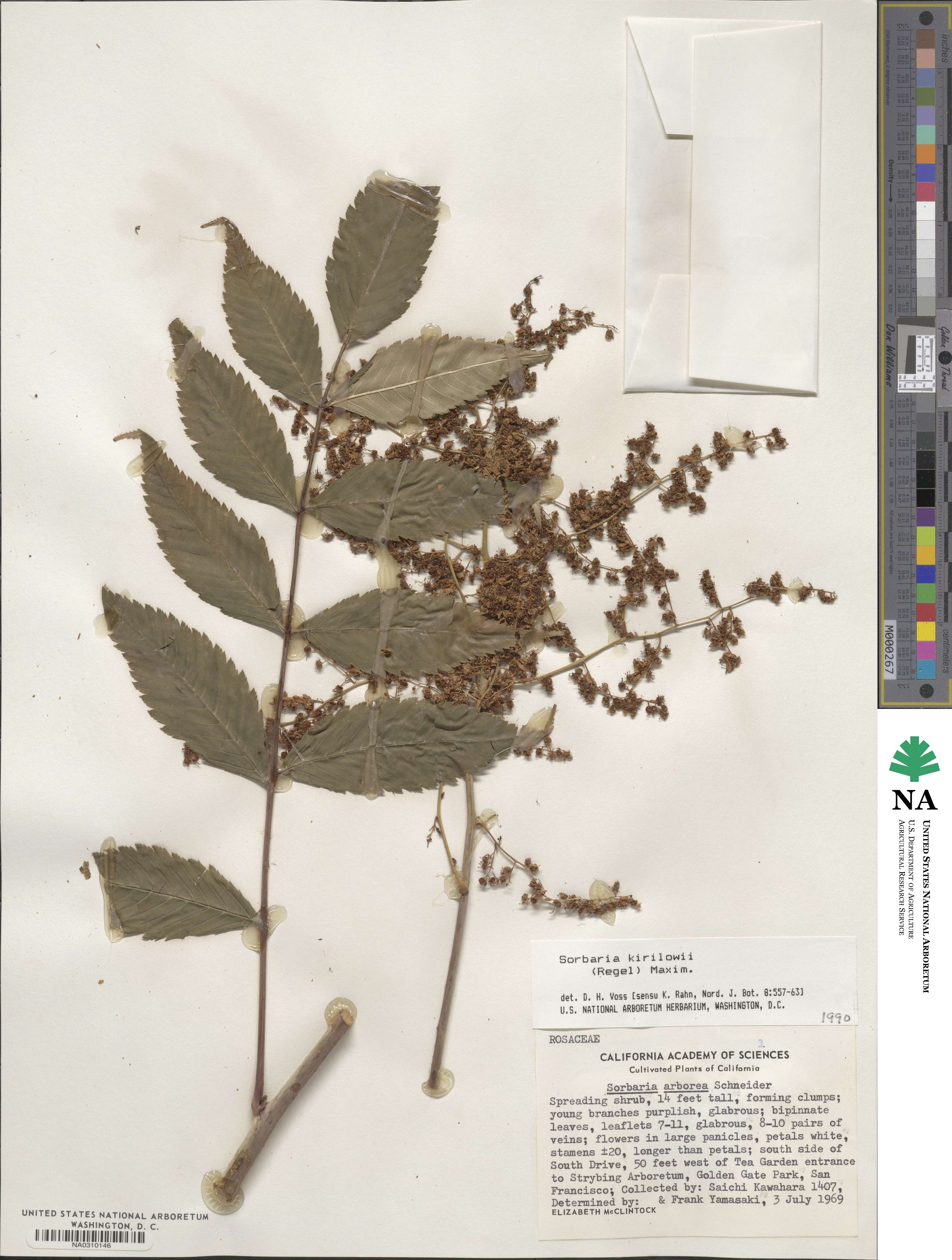 Sorbaria kirilowii image