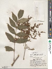 Sorbaria kirilowii image