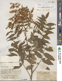 Sorbaria kirilowii image