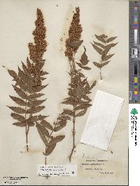 Sorbaria sorbifolia image