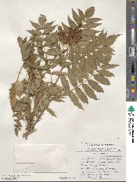 Sorbaria sorbifolia image