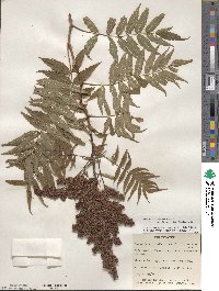 Sorbaria sorbifolia image