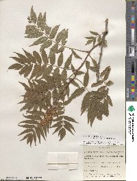 Sorbaria sorbifolia image