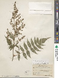 Sorbaria sorbifolia image