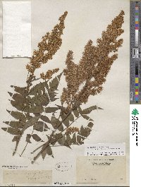 Sorbaria sorbifolia image