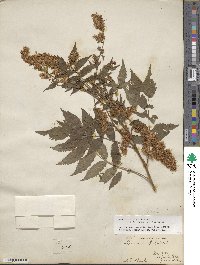 Sorbaria sorbifolia image