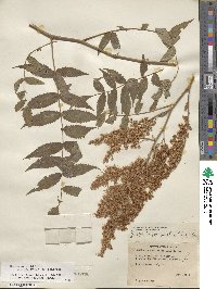 Sorbaria sorbifolia image