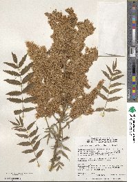 Sorbaria sorbifolia image