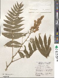 Sorbaria sorbifolia image