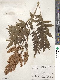 Sorbaria sorbifolia image