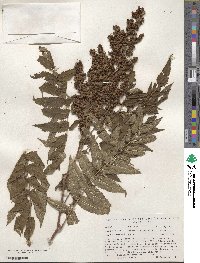 Sorbaria sorbifolia image