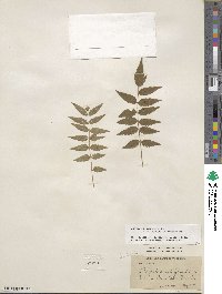 Sorbaria sorbifolia image