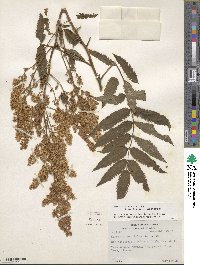 Sorbaria sorbifolia image