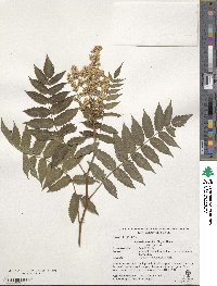 Sorbaria sorbifolia image