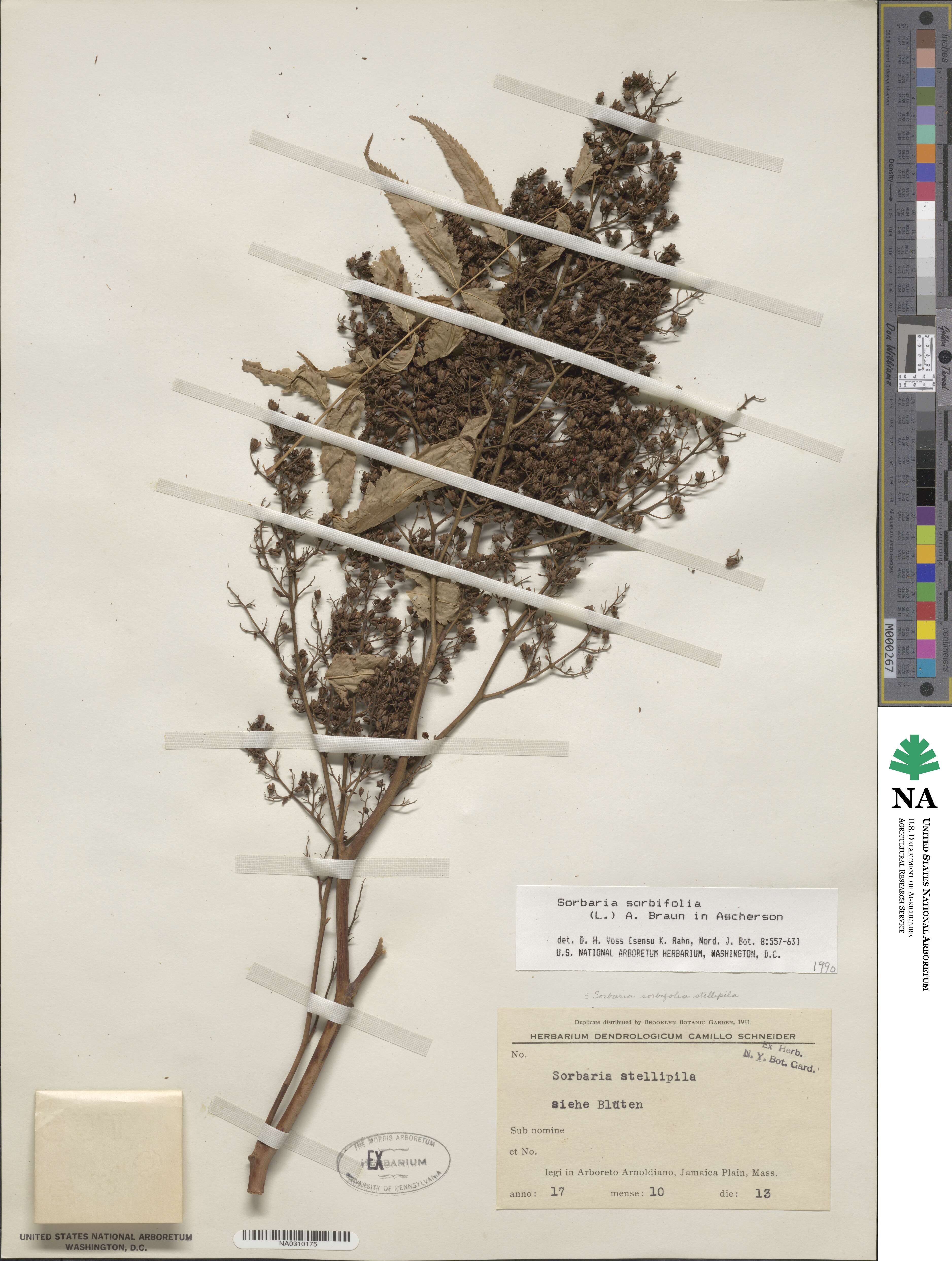 Sorbaria sorbifolia image