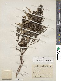 Sorbaria sorbifolia image