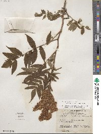 Sorbaria sorbifolia image