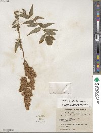 Sorbaria sorbifolia image