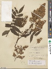 Sorbaria sorbifolia image