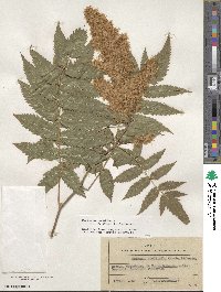 Sorbaria sorbifolia image