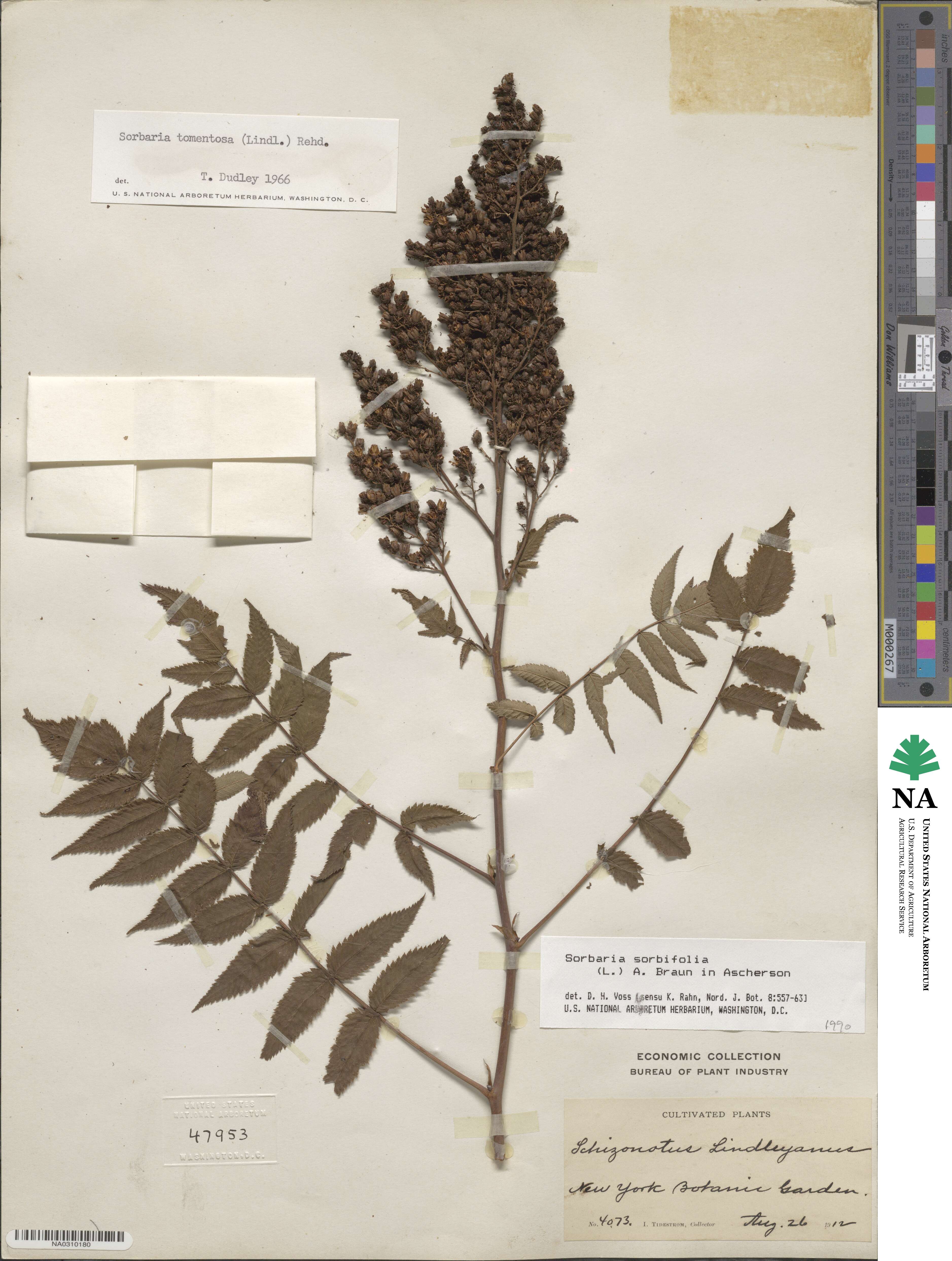 Sorbaria sorbifolia image