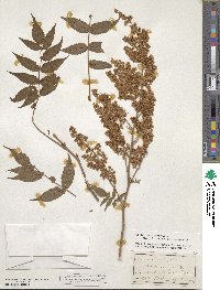 Sorbaria sorbifolia image