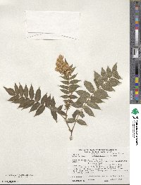 Sorbaria sorbifolia image