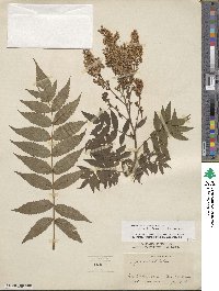 Sorbaria sorbifolia image