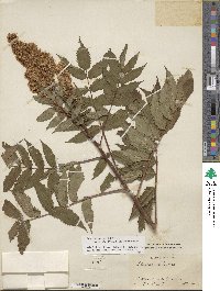 Sorbaria sorbifolia image