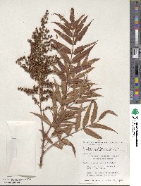 Sorbaria tomentosa var. angustifolia image