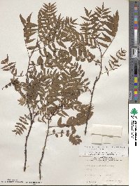 Sorbaria tomentosa image