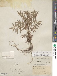 Sorbaria tomentosa var. angustifolia image