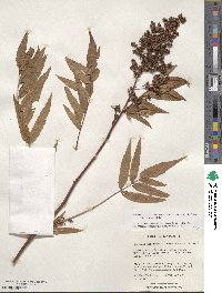 Sorbaria tomentosa image