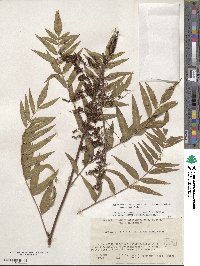 Sorbaria tomentosa var. angustifolia image