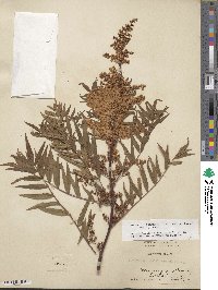 Sorbaria tomentosa var. angustifolia image