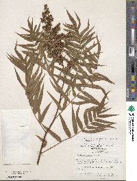 Sorbaria tomentosa image