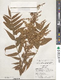 Sorbaria tomentosa var. tomentosa image