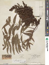 Sorbaria tomentosa image