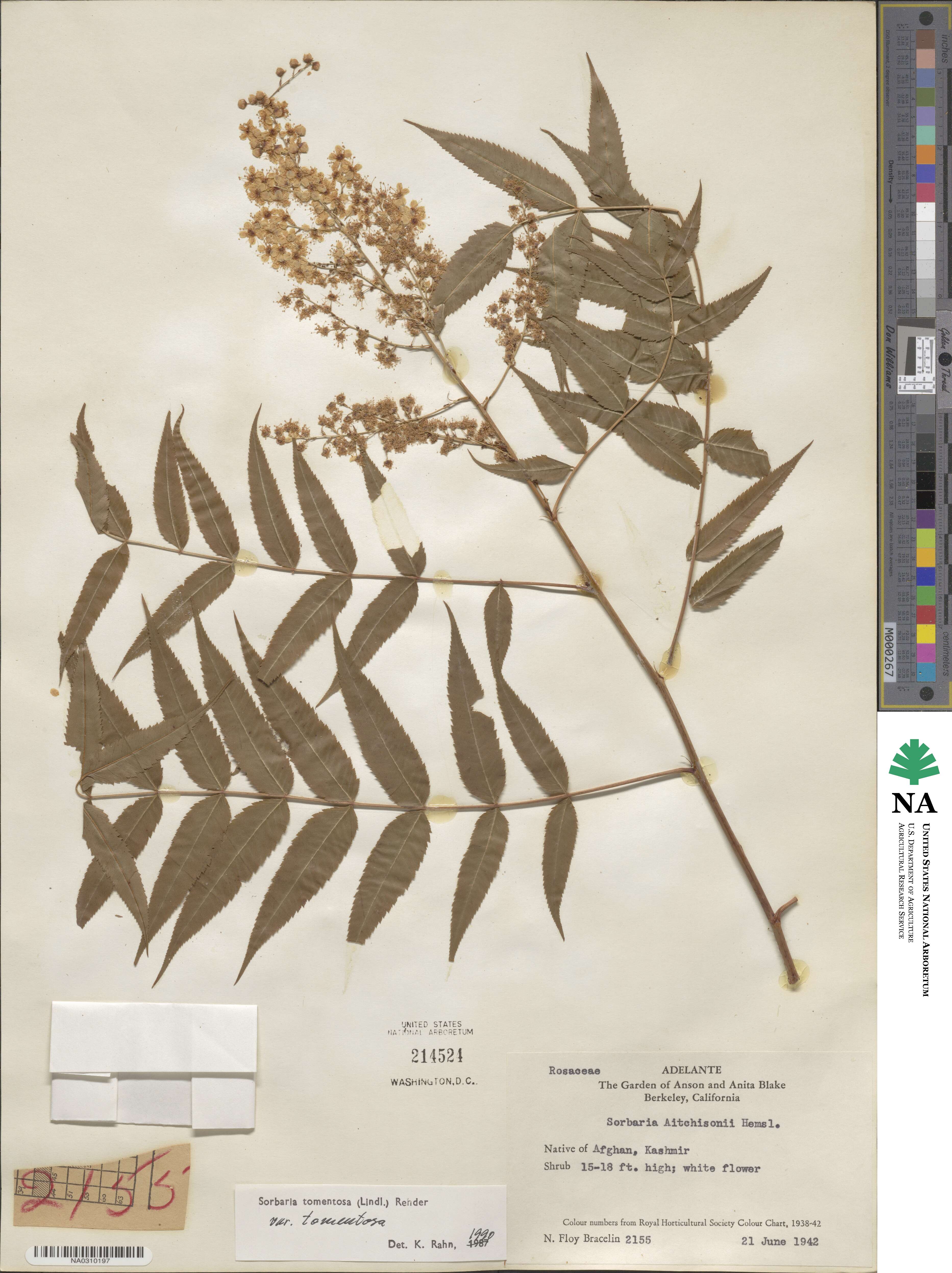 Sorbaria tomentosa image