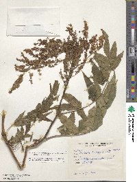 Sorbaria tomentosa var. tomentosa image