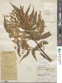 Sorbaria tomentosa var. tomentosa image