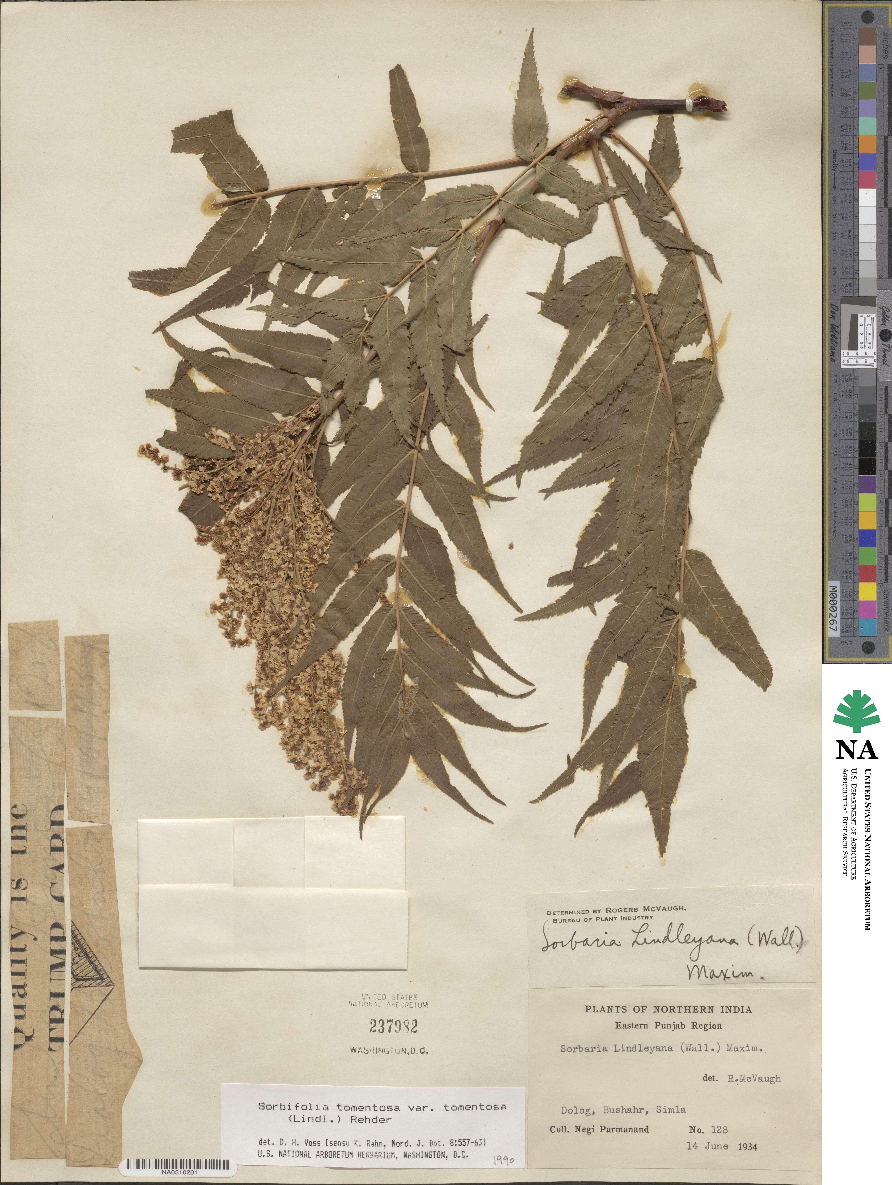 Sorbaria tomentosa var. tomentosa image