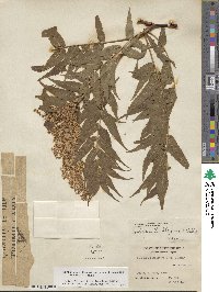 Sorbaria tomentosa image