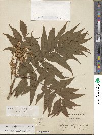 Sorbaria tomentosa image