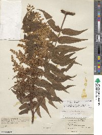 Sorbaria tomentosa image