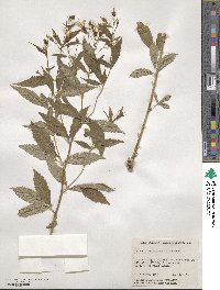 Gillenia trifoliata image