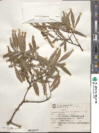 Image of Quillaja brasiliensis